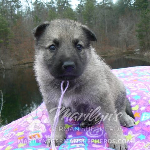 German shepherd with blue eyes sales for sale