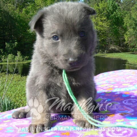 Blue German Shepherd Puppies Available Now! - Marilyn's German